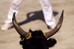 Course Camarguaise
