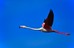 Fliegernder Flamingo