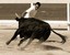 Course Camarguaise
