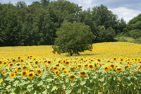 Perigord_purpur.jpg