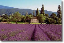 Provence 