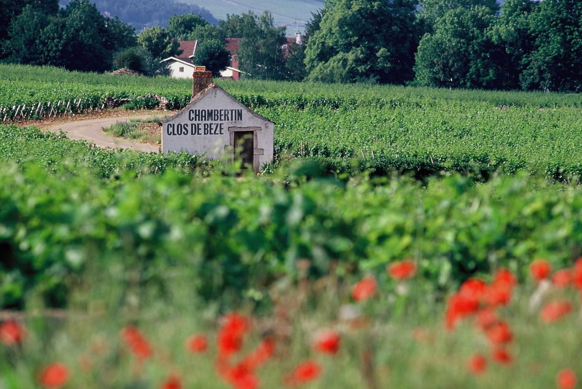 Die Côte de Nuits, südlich von Dijon, ist für seine Grands Crus, darunter Chambertin Clos de Beze bekannt