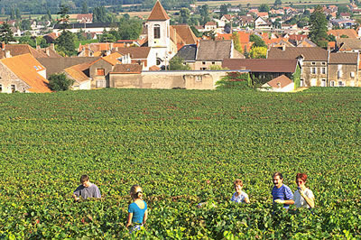 Die Weinlese im Burgund dauert in der Regel 2 bis 3 Wochen. Nach der Weinlese wird der Traubenmost von den Winzern zu den bekannten Weinen verarbeitet.