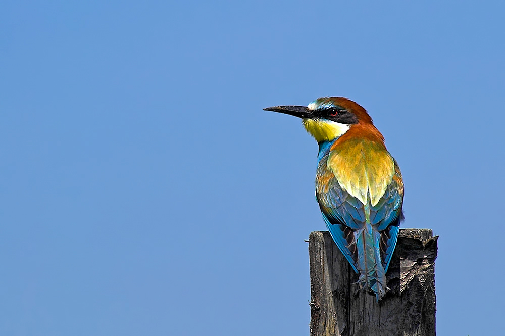 Ein sehr bunter Bienenfresser Vogel  - Guêpier. Die Bienenfresser bevorzugen ein warmes Klima. Man sieht sie auch in der Camargue