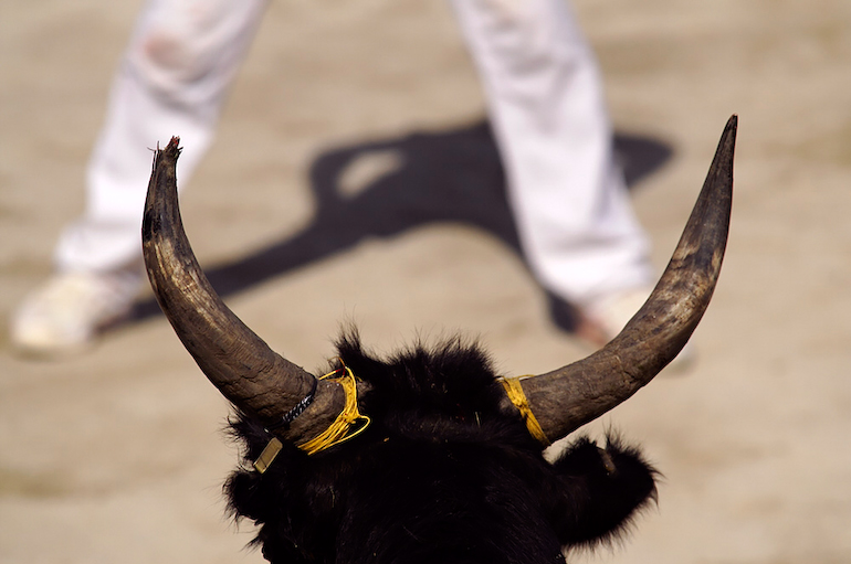 Stierkampf in Südfrankreich, beim Course Camarguaise wird versucht Ringe dem Stier über die Hörner zu ziehen.