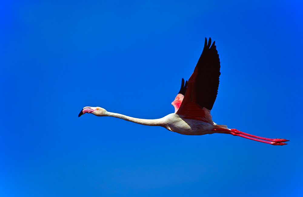 Ein fliegender Flamingo, meistens fliegen Flamingos in Gruppen um so Energie und Kraft zu sparen.