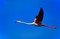 Fliegender Flamingo