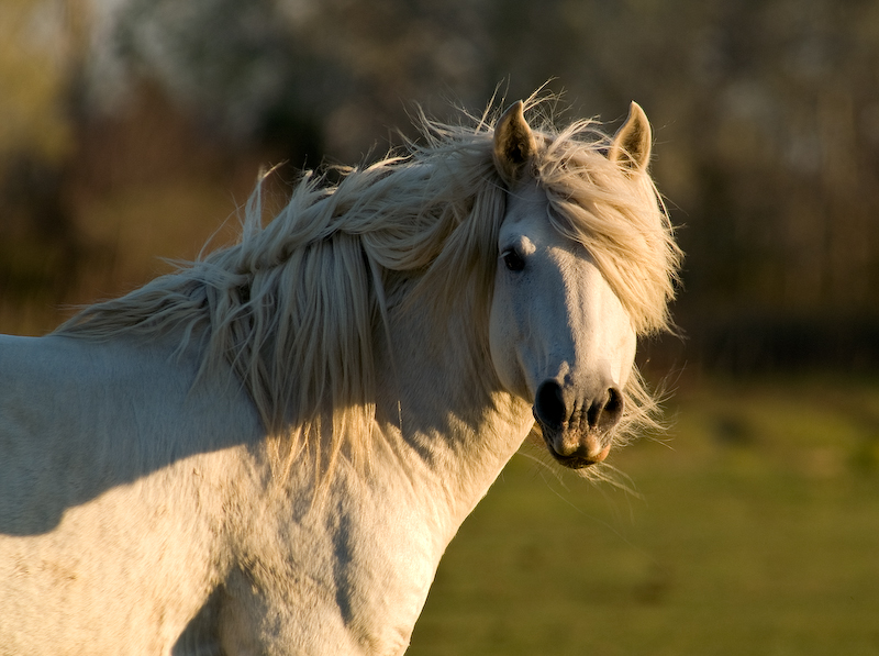 Wildpferde in der Camargue sind keine Seltenheit. In der Camargue kann man viele noch wilde Tiere beobachten und bestaunen.