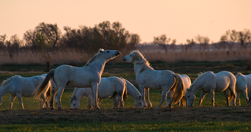 Weiße Camargue Pferde. Die Wildpferde kann man sehr schön in der Camargue beobachten und geben ein herrliches Fotomotiv ab