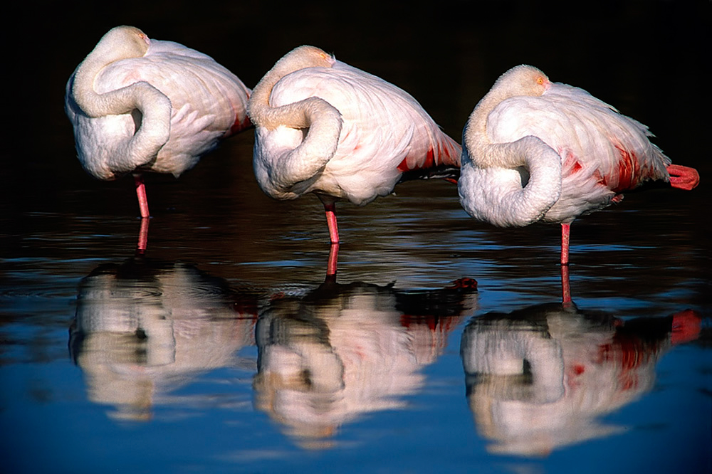 Nicht ungewöhnlich für die Camargue sind die frei lebenden Flamingos. Unter anderem sieht man hier auch weiße Wildpferde und schwarze Camargue-Rinder