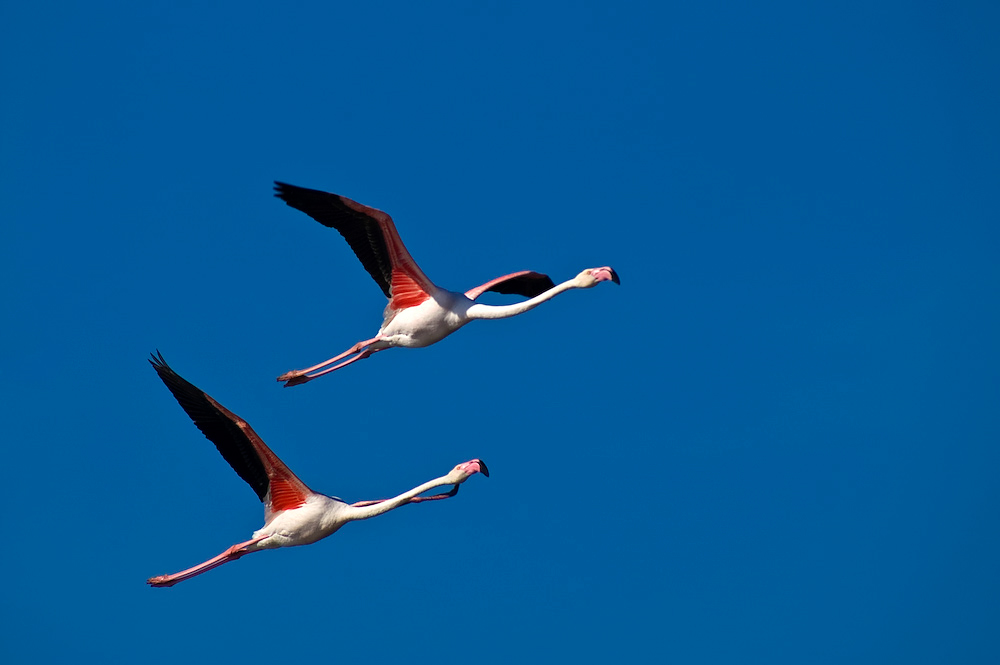 Fliegende rosa Flamingos in der Camargue. Bei bestem Wetter kann man in der Camargue sehr schön die Wildtiere beobachten
