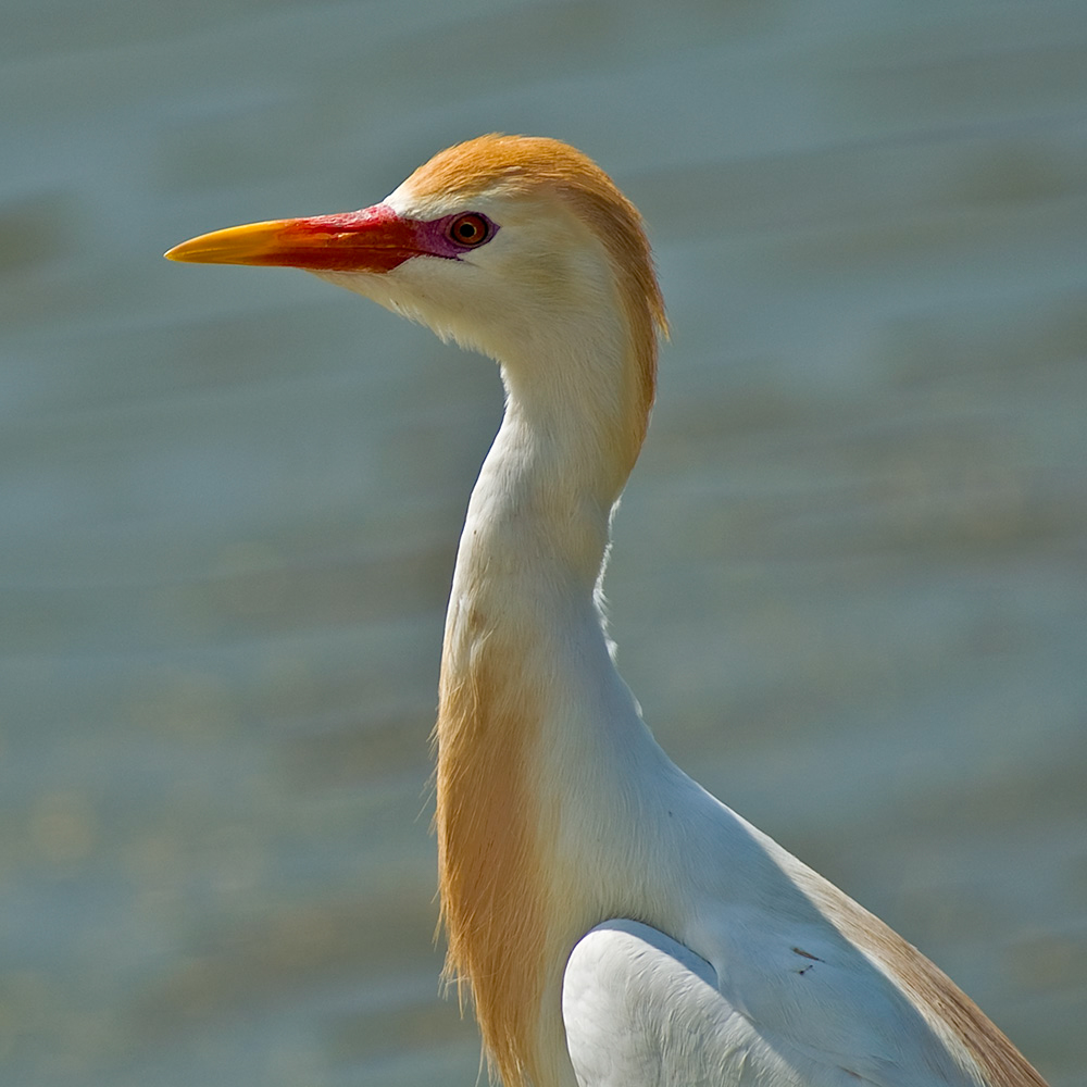 Der Kuhreiher ist sehr stark an Wasser gebunden. Oft hält sich der Kuhreiher zwischen Viehherden auf, wo er nach Insekten sucht 