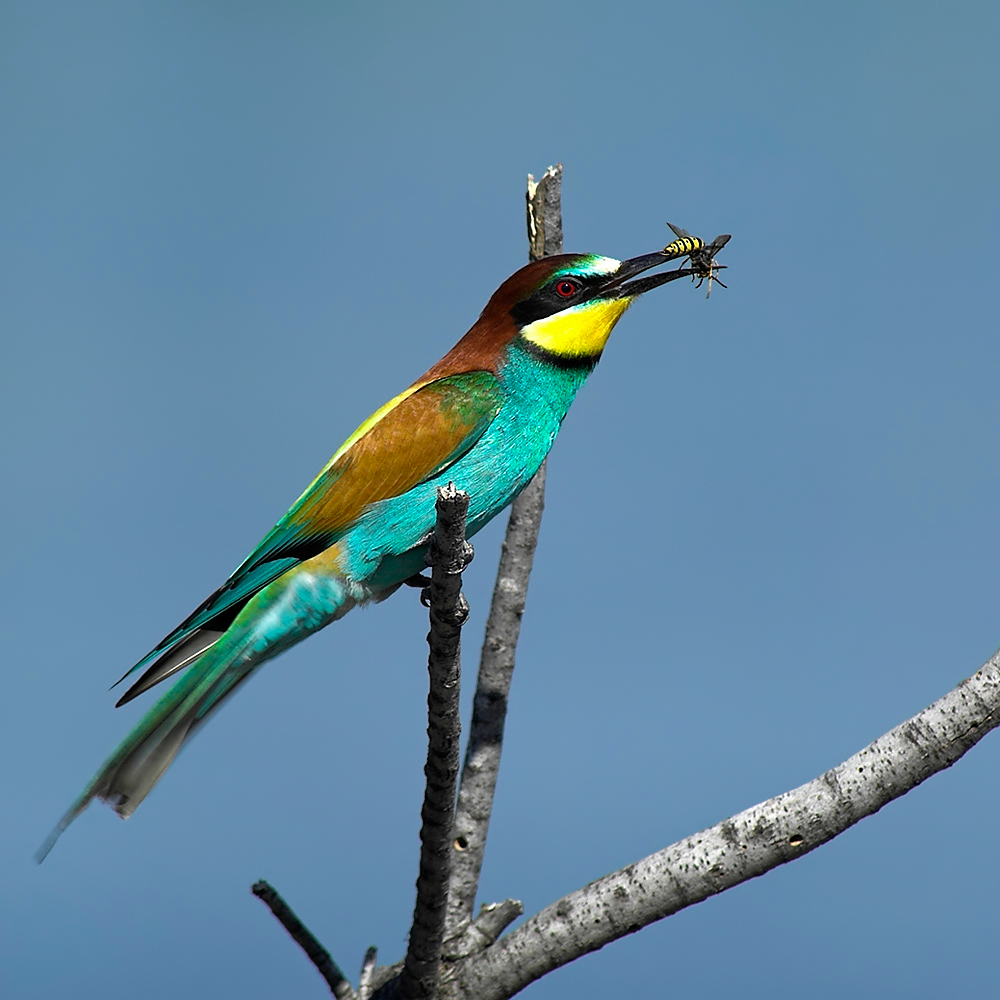 Nicht ohne Grund heißt der Vogel Bienenfresser. Hier hat er gerade eine Biene gefangen. Ein schöner Farbenprächtiger Vogel. 