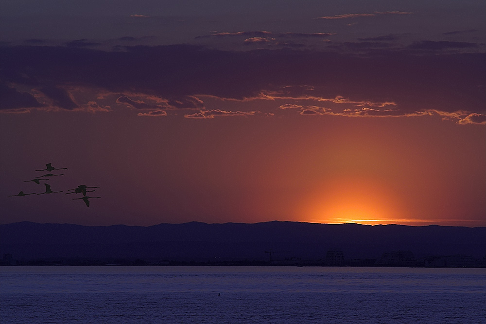 Tief-roter Sonnenuntergang in der Camargue. Ein paar Flamingos ziehen noch am Abendhimmel Ihre Runden.