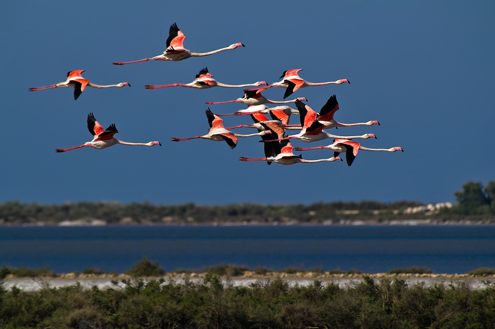 Fliegende Flamingos in der Camargue. Die atemberaubende Schönheit der Camargue beheimatet viele wilde Tiere, so auch Wildpferde.  