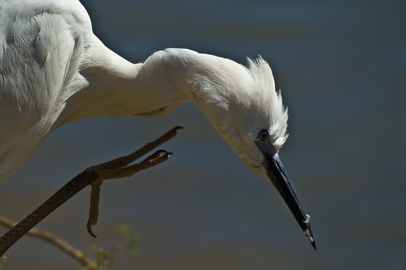 In der Camargue herrscht eine große Artenvielfalt. Der Seidenreiher gehört auch zu den Bewohnern der Camargue