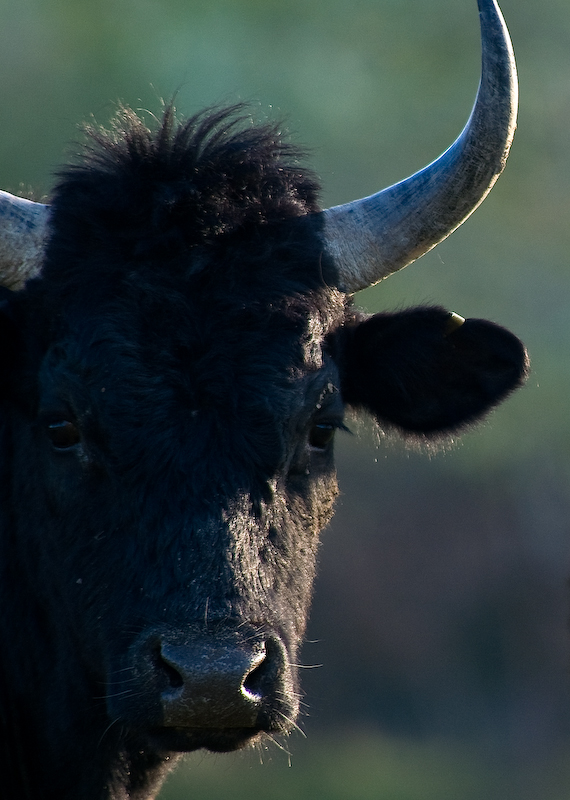 Geprägt durch seinen natürlichen Lebensraum, ist der Camargue Stier eine rustikale Rasse. Die Rinder der Camargue leben fast wild in Herden.