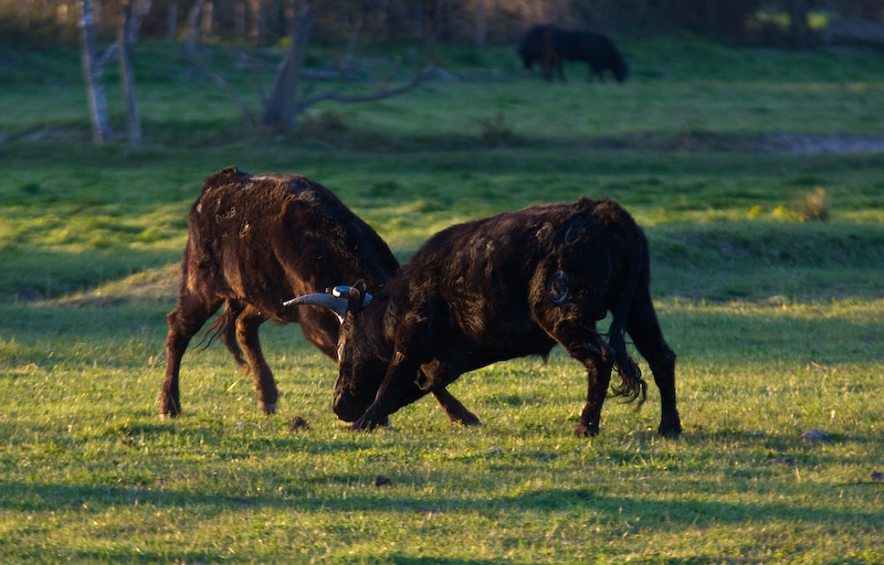 Camargue Bullen messen ihre Kräfte auf den weiten Weiden im Parc Naturel Regional de Camargue