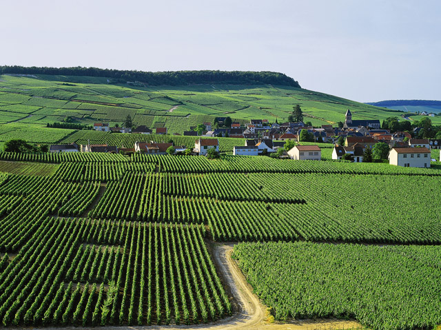 Oger Côte des Blancs - Champagner Touristenroute. Entdecken Sie diese wunderbaren Landschaften mit den Champagner Touristenrouten.