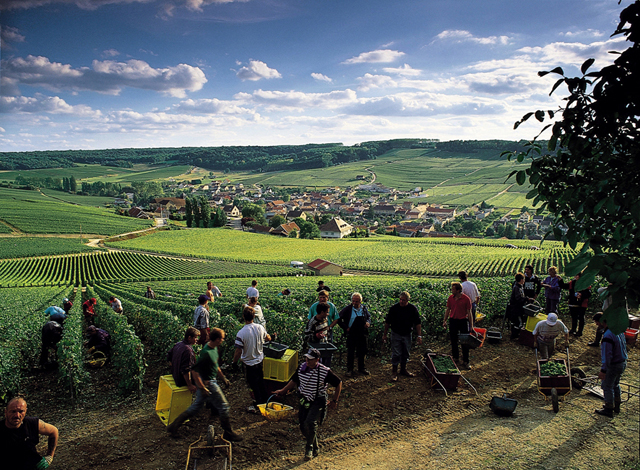 Grauves-Weinberge der Côte des Blancs. Es besteht die Möglichkeit bei einer Weinlese teilzunehmen.