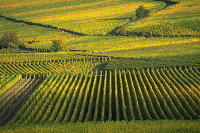 Das elsässische Weinbaugebiet ist, abgesehen von ein paar kleinen Flächen um Wissembourg herum, 100 km lang und nur selten mehr als 5 km breit.