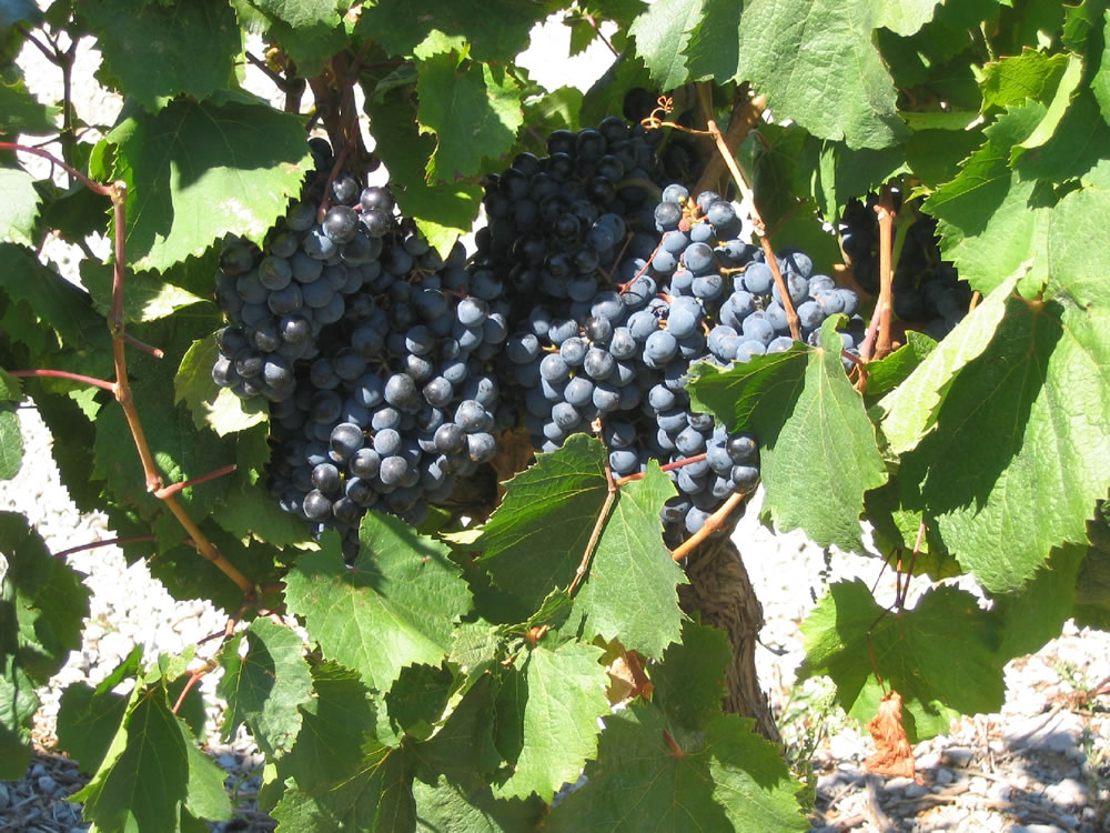 Weinreben. Die Weine aus Frankreich sind Weltberühmt. Hier sieht man eine üppige Weinrebe kurz vor der Ernte