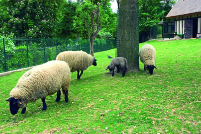 Schafe im Jardin d'Acclimatation. Ein junges Lamm versucht es mit der ersten festen Nahrungsaufnahme und macht es den Großen nach