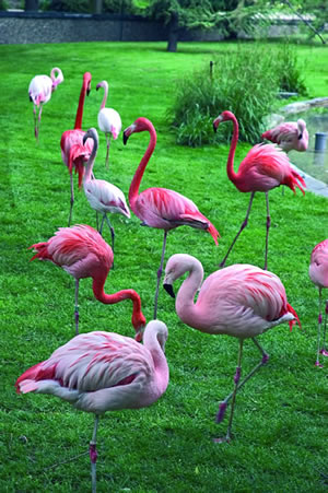 Rosa Flamingos im Botanischer Garten in Paris. Der Jardin des Plantes liegt am südlichen Ufer der Seine im 5. Arrondissement von Paris