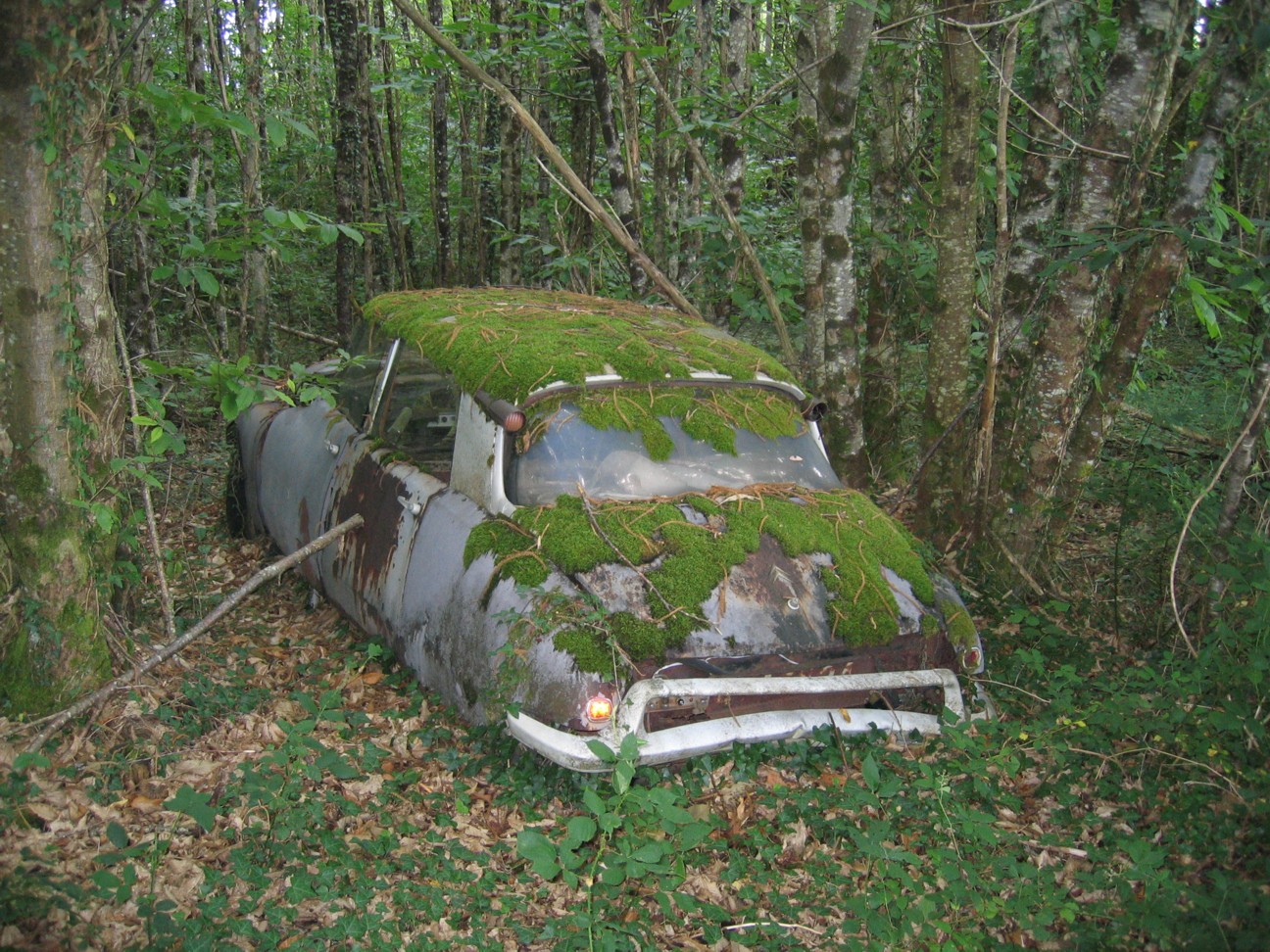 Ein alter Citroen steht schon halb vermodert in einem Wald in Périgord, mit Moos und Rost schon überdeckt. 