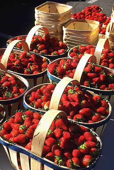 Neben dem Wein genießen auch zahlreiche Obst- und Gemüsesorten aus der Provence einen hervorragenden Ruf unter Gourmets - Die Erdbeeren aus Carpentras.