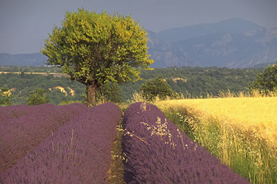 Typisch für das Bild der Provence sind die Lavendelfeld. Im Frühsommer verwandern sich die Felder in ein Meer aus duftenden Blüten.