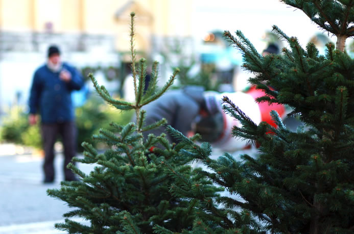 Der Brauch an Weihnachten einen Weihnachtsbaum  aufzustellen, ist im Elsass am verbreitetsten. Das hat mit der Nähe zu Deutschland zu tun.