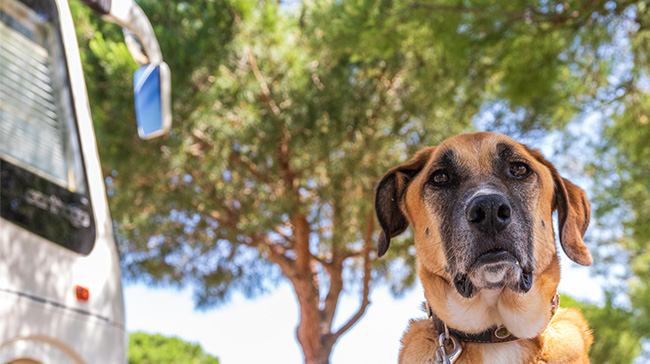Camping mit dem Hund, Hund steht vor einem Wohnmobil auf einem Campingplatz in Frankreich