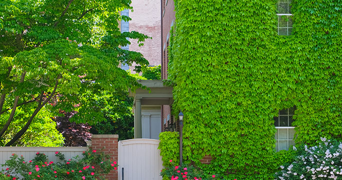 Eco-UNterkunft mit grünem Efeu an der Fassade
