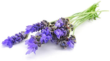 Lavendel