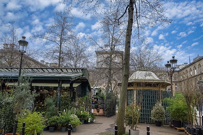 Paris, die Stände des „Marché aux fleurs“ auf der Île de la Cité im historischen Zentrum