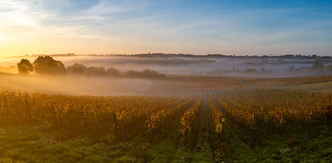 Weinberg in Bordeaux bei Sonnenaufgang im Herbst, Entre-deux-Mers, Langoiran, Gironde, Frankreich