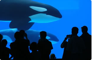 Orcas im Marineland d'Antibes