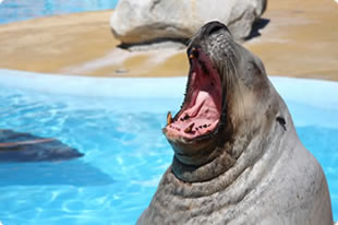 Seelöwen im Marineland d'Antibes