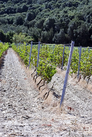 Weinbau Korsika