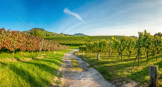 Bordeaux Weintour