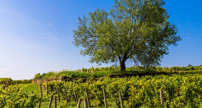 Die Weinlandschaft im Burgund