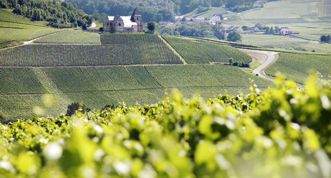 Weinberge in der Region Champagne-Ardenne, Frankreich