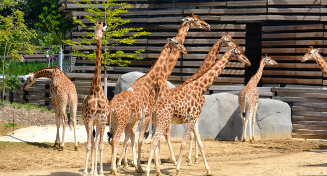 Giraffen im Zoo Paris