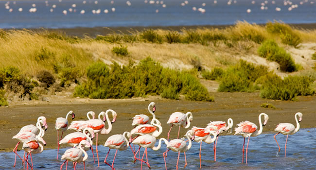 Flamingos im Naturparadies der Camargue