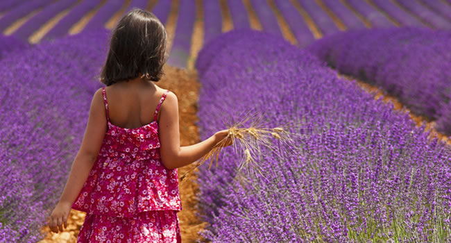 Lavendefeld in der Provence