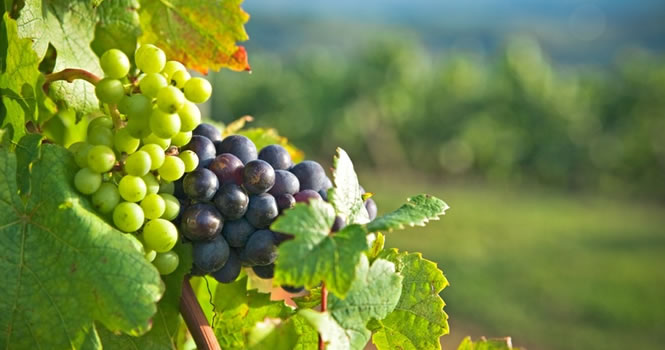 Die Weinregionen in Frankreich