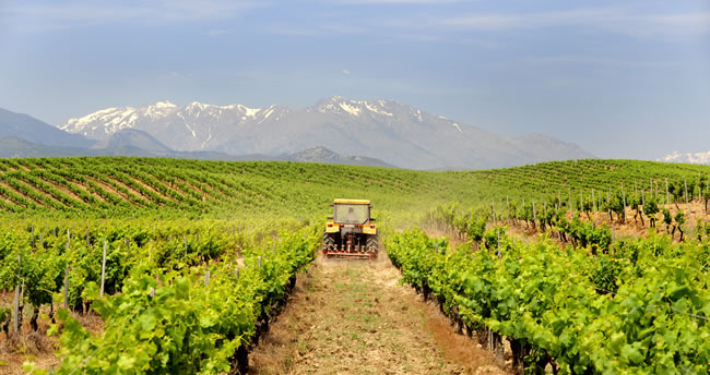 Weinanbau auf Korsika. Die AOC Appellationen.