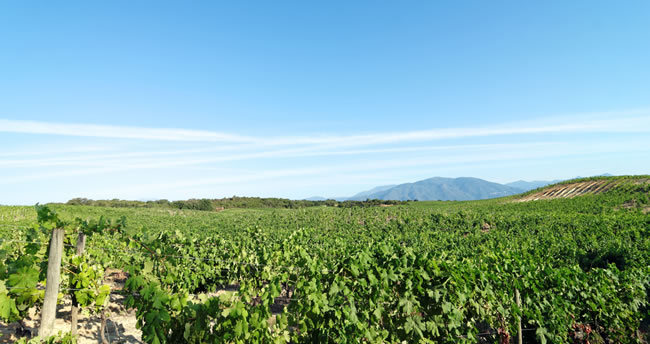 Wein auf Korsika