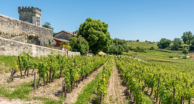 SAINT-EMILION (Gironde, Frankreich), Weinberge rund um das Dorf